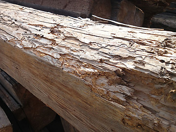 Stare drewno zainfekowane przez owady